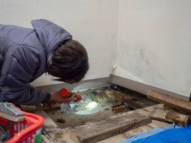 Best Asbestos and Lead Testing During Mold Inspection  in Brookwood, AL