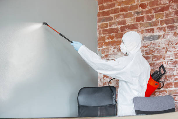 Best Emergency Mold Remediation  in Brookwood, AL