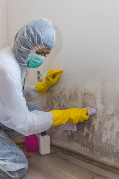 Best Mold-Related Health Consultation  in Brookwood, AL