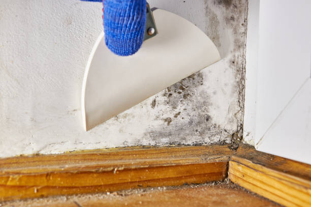 Professional Mold Removal in Brookwood, AL